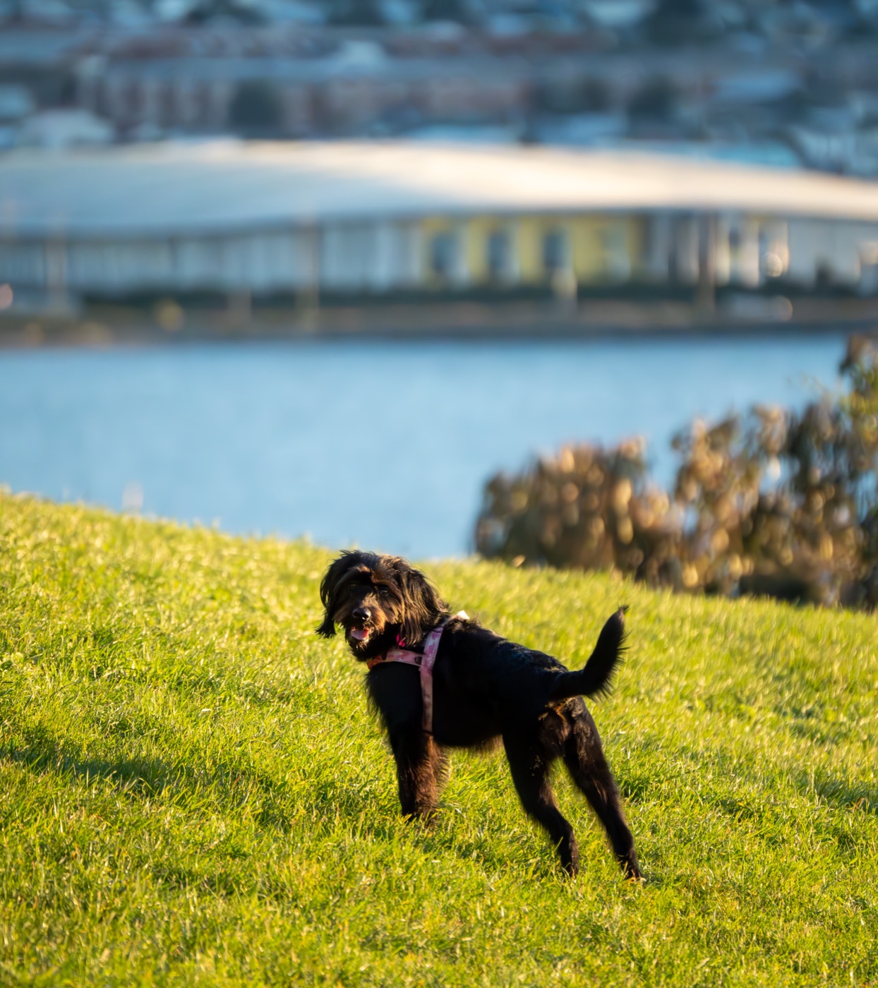 Dog at the water's edge in golden light