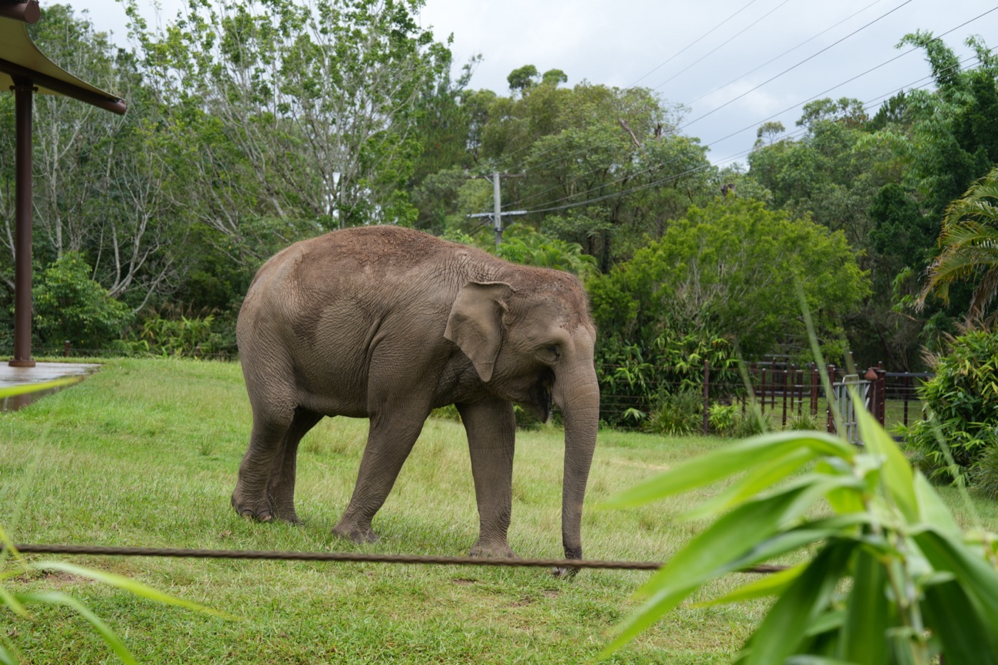 Elephant in a green enclosure