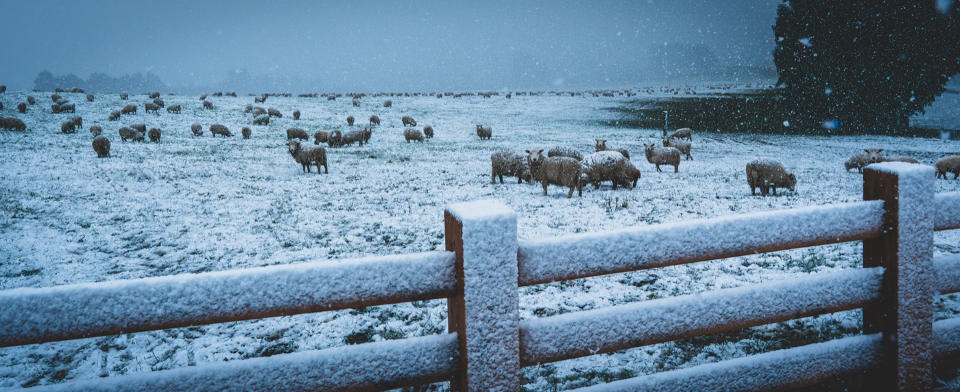 Sheep in a snow-covered paddock